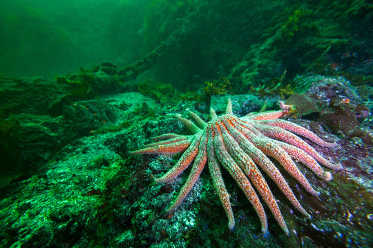 Sunflower sea star 