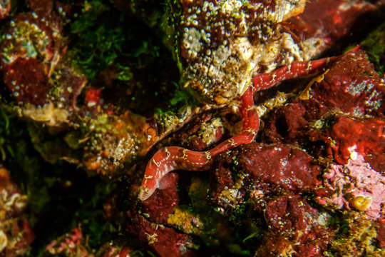Longfin Gunnel fish on sea bed 