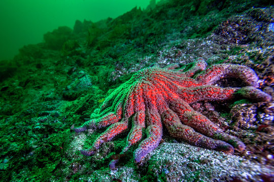 Sunflower sea star 
