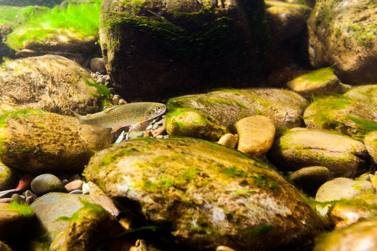 Trout on river bed 