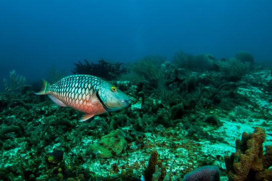 Fish swimming in reef under sea