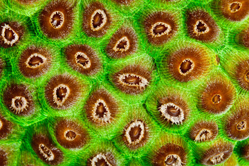 Coral polyps 
