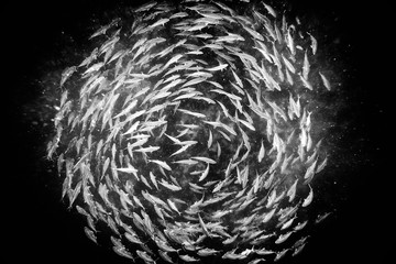 Schole of Almaco Jack fish spawning, black and white 