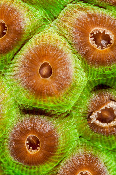 Coral polyps, close up