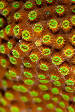 Coral polyps
