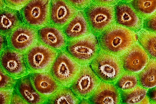 Coral polyps 