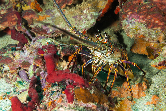 Crab on sea bed 