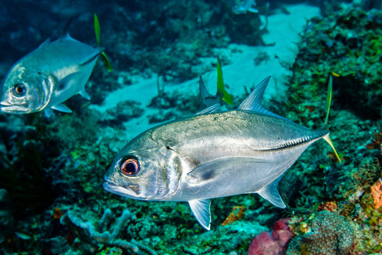 Black jack fish swimming in sea