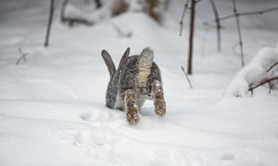 pet rabbit, hare in the snow, winter