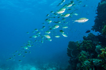 Baitfish schole, Molasses Reef, Key Largo, Florida, United States of America 