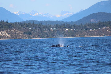 Fototapeta premium Traveling killer whales