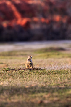 Prairie dog on grassland, Devils Tower National Park, Wyoming, United States of America 