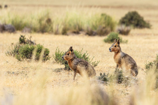 Two Patagonian hares, Argentina