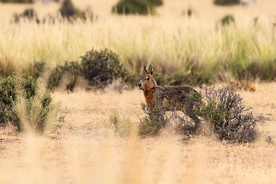 Patagonian hare stood in grass, Argentina 