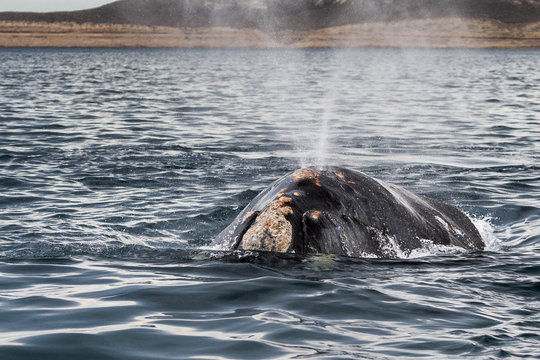 Right whale blowing water in sea