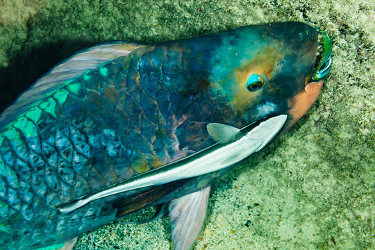 Parrot fish on sea bed 
