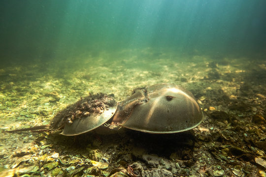 Horseshoe crabs, Tampa Bay, Florida, United States of America 