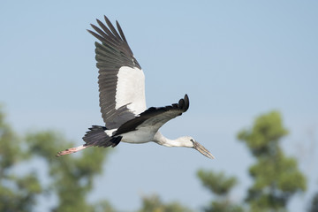 THAILAND ISAN UDON THANI KUMPHAWAPI WATER BIRD