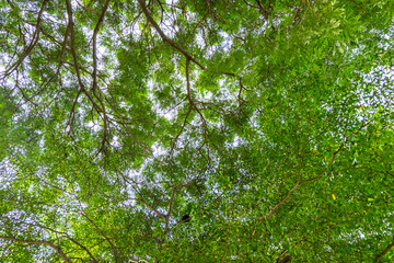 Bottom view of tree in sunny day