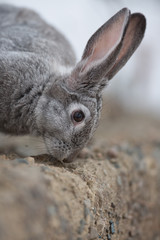 pet rabbit, hare in the snow, winter