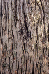 Old Wood Tree Texture Background Pattern