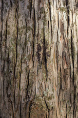 Old Wood Tree Texture Background Pattern
