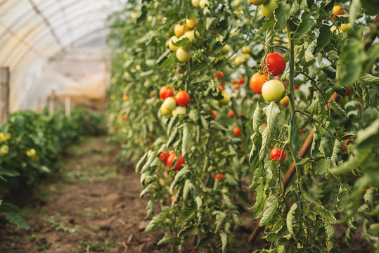 Tomato plantations in a green house.