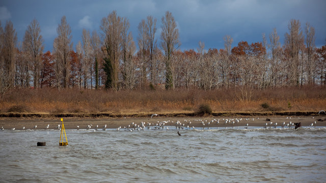 Colony of seagulls at a coast of river Rioni, Poti, Georgia