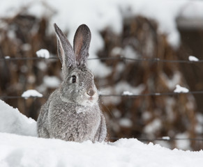 pet rabbit, hare in the snow, winter