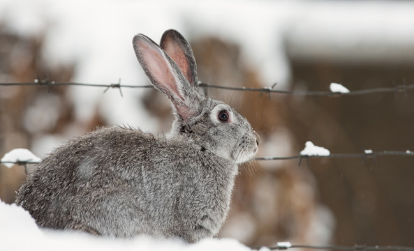 pet rabbit, hare in the snow, winter