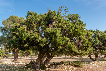 Goats in Argania tree at Ida Ougord, near Essaouira, Morocco