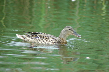Schwimmende Ente_See_Natur
