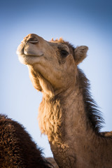 Camel market at Guelmim, Morocco