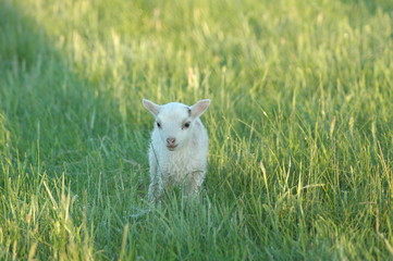 Fototapeta premium Lamm_Wiese_Sonne_Lämmchen_Ostern