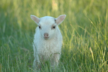Lamm_Wiese_Sonne_Lämmchen_Ostern