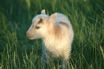 Lamm_Wiese_Sonne_Lämmchen_Ostern