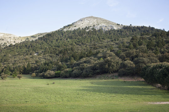 Parque natural Sierra de las Nieves en Andaluc&iacute;a,Ronda,con pinos de Abies pinsapos,