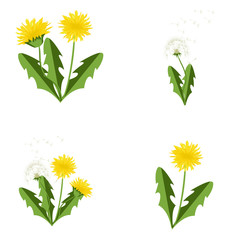 Fototapeta premium Wektorowi ilustracyjni dandelions ustawiający z liśćmi.