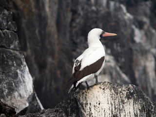 Lone Nazca Booby standing on a rock at Genovesa Island in the Galapagos archipelago, Ecuador, South...
