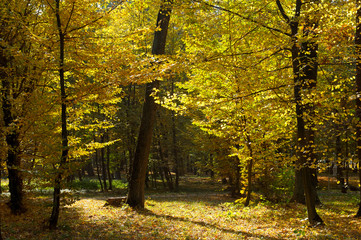autumn forest and fallen yellow leaves