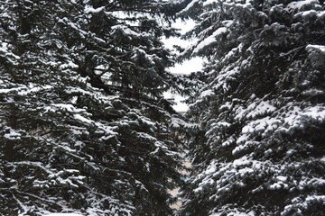 beautiful winter coniferous forest, big spruce in the snow, landscape, nature, wilderness 
