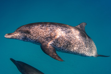 Atlantic Spotted Dolphins