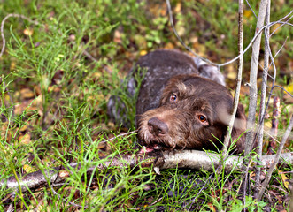 Dog drathaar chewing a stick in the woods