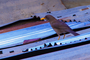 pajaro
