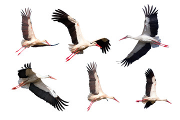 White Stork in flight 