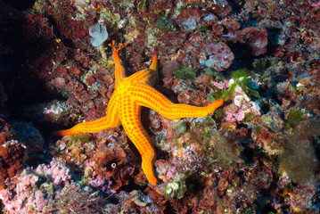 STELLA MARINA
