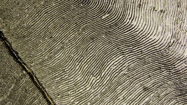 Microscopic panning shot of a bream scale