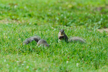 Gray Squirrel