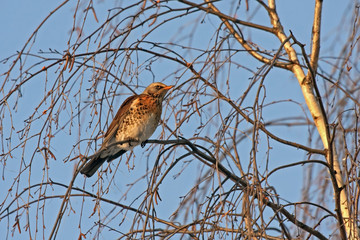 Fieldfare (Turdus pilaris) sitting of the tree