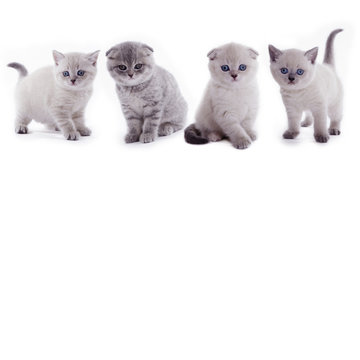 S&uuml;&szlig;e Katzenbabys BKH in Reihe Poster 